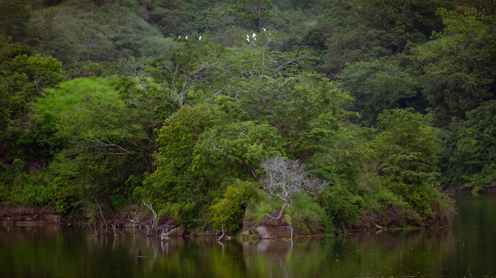 a large body of water surrounded by trees