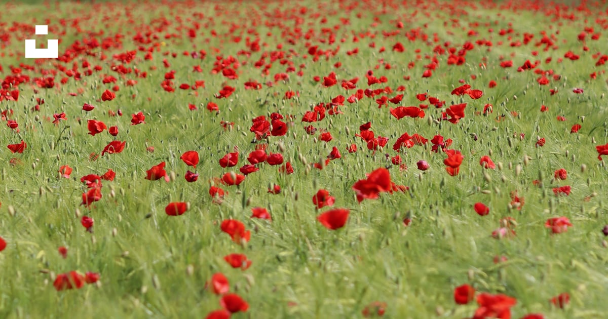 Un champ plein de fleurs rouges et d’herbe verte photo – Photo ...