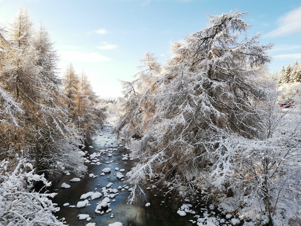 a river running through a forest covered in snow