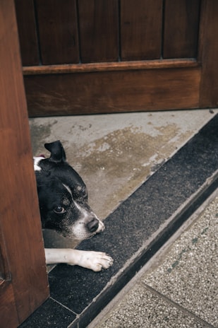 A small black and white mixed breed dog peeking out from behind a wooden fence.