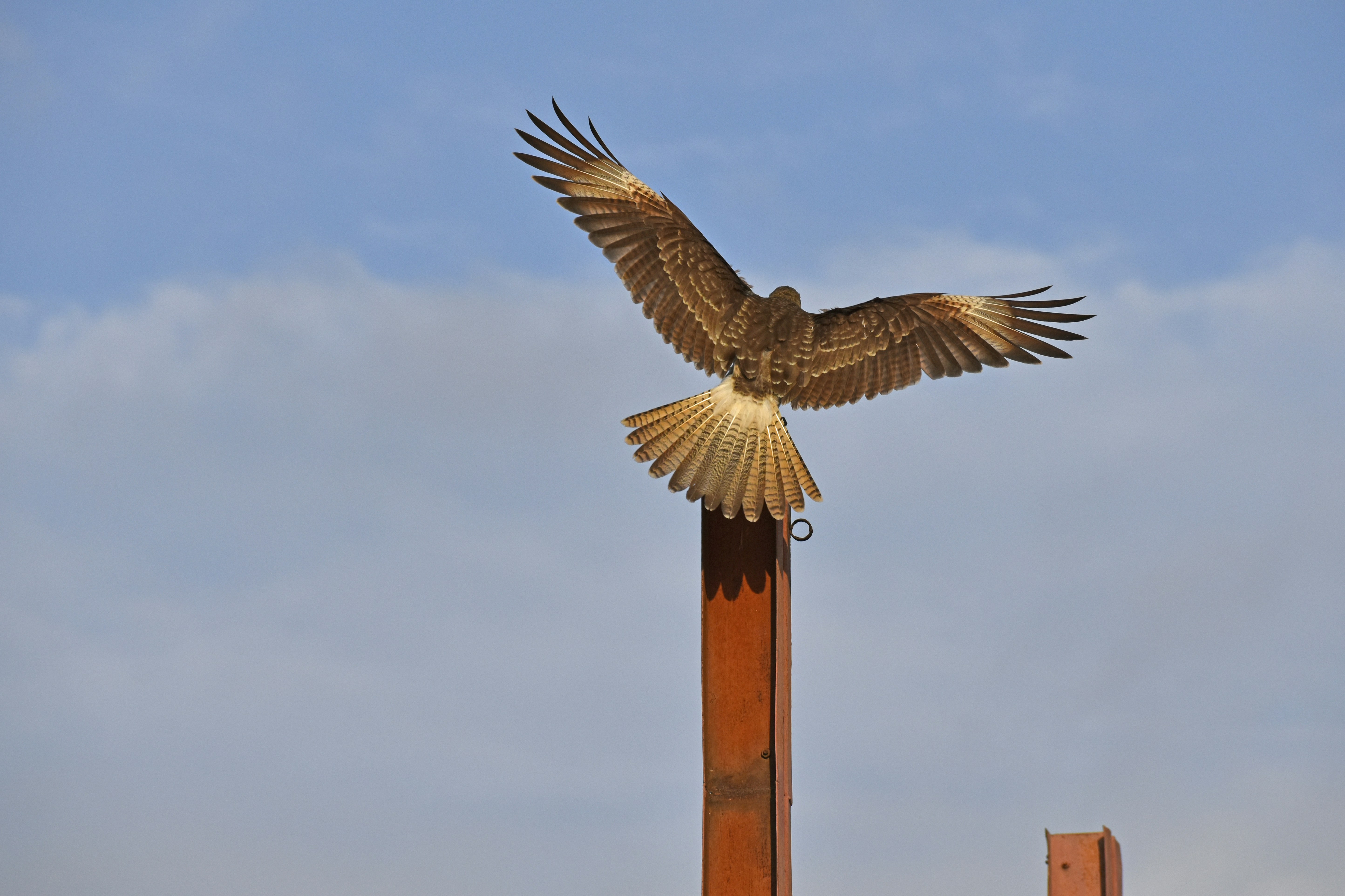 Touchdown Wings St. Louis Menu
