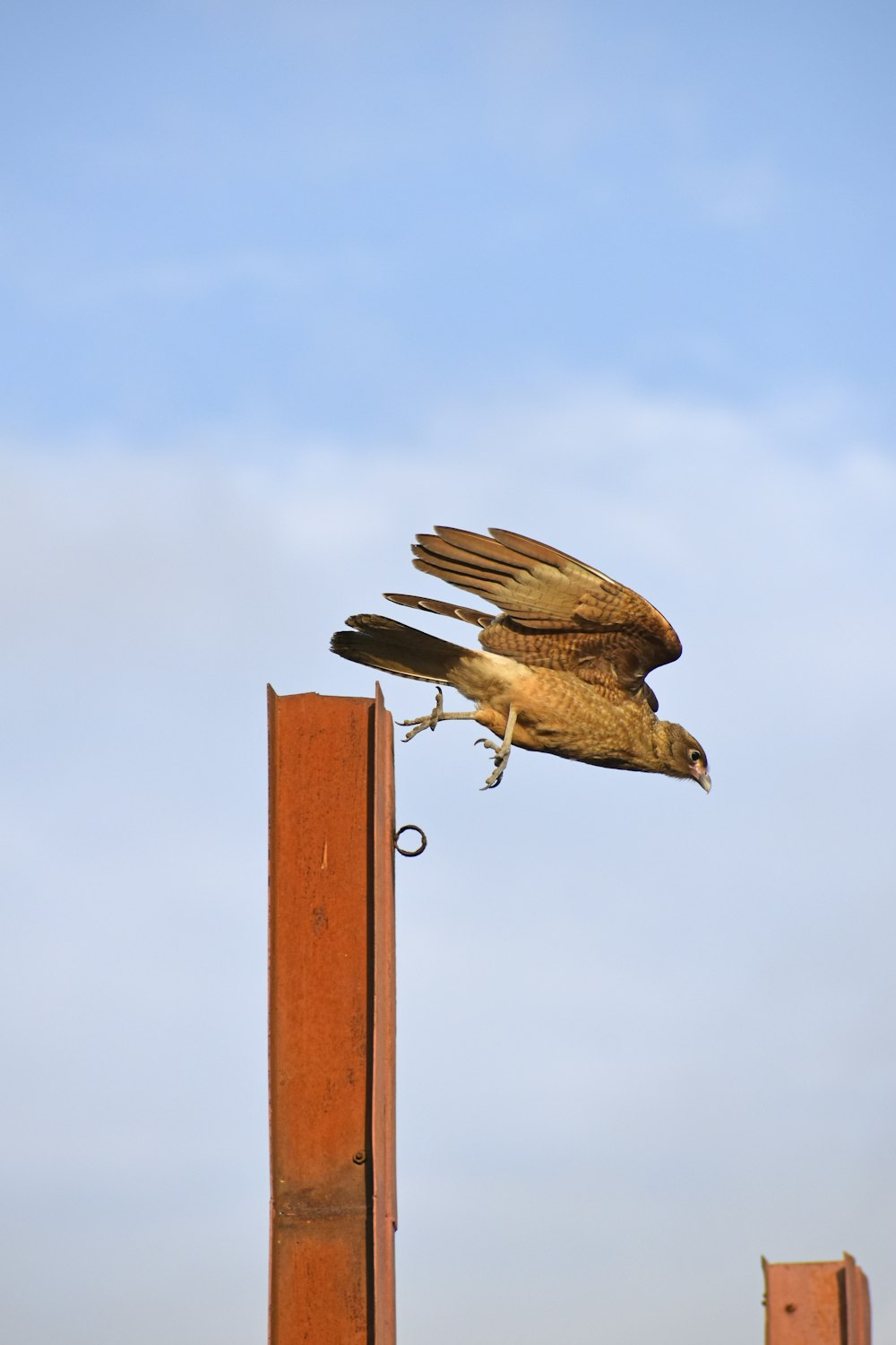 a brown bird flying over a wooden post