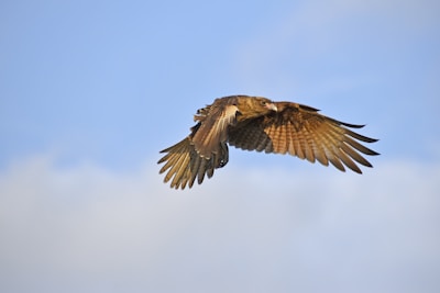 A falcon soaring against a clear blue sky symbolizing precision and focus.