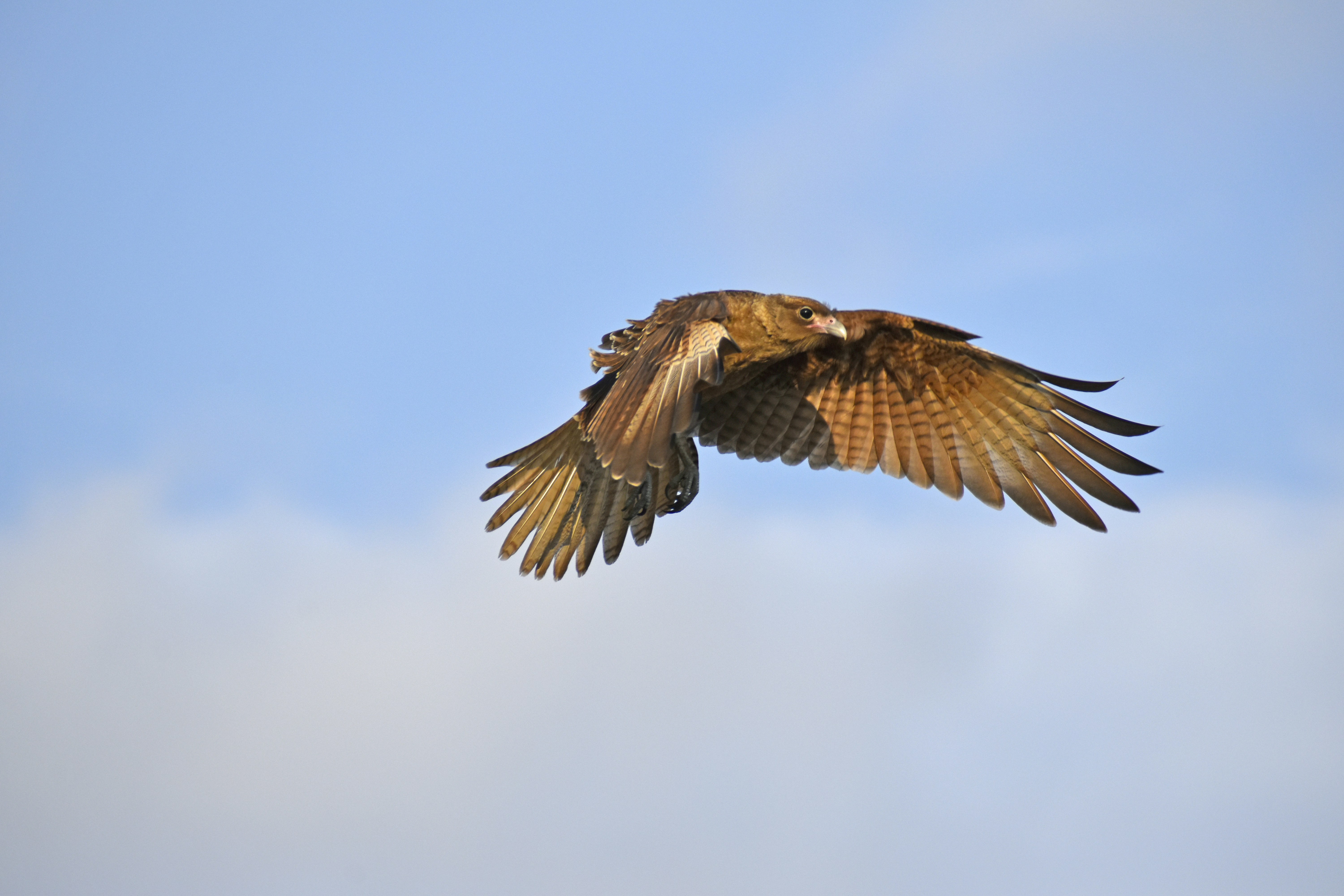 a large bird flying through a blue sky