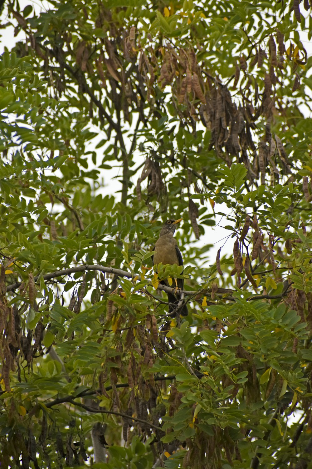 a bird sitting on a branch in a tree