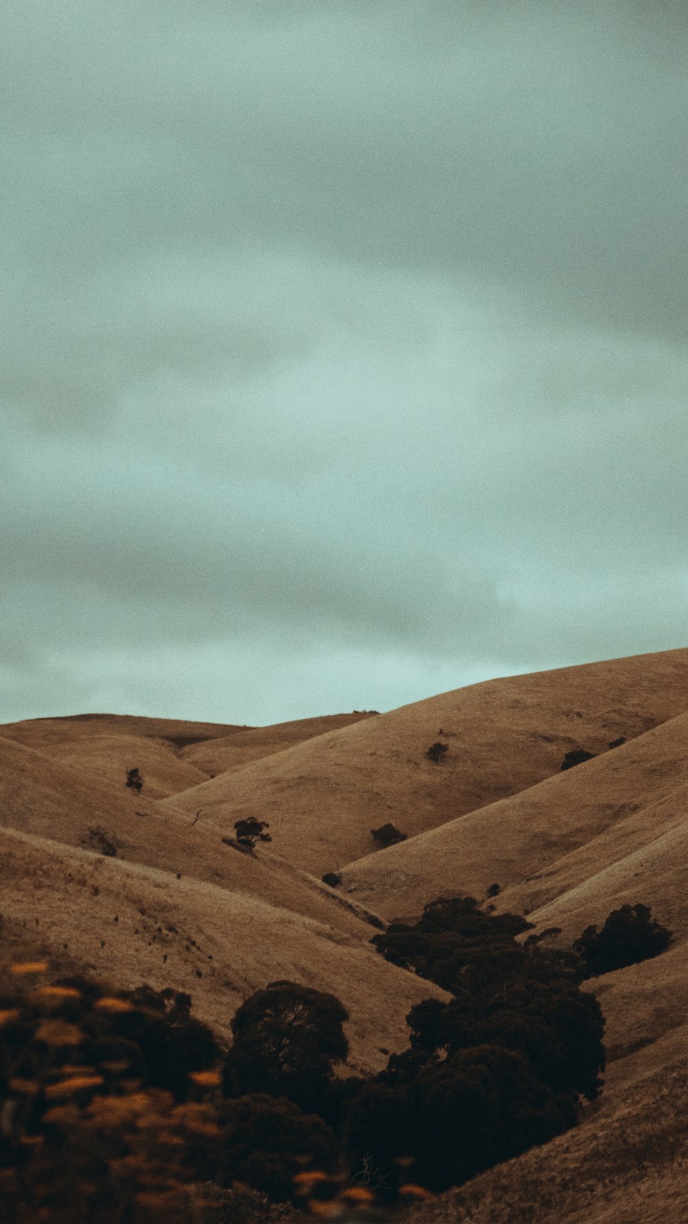 a lone tree on a hill under a cloudy sky