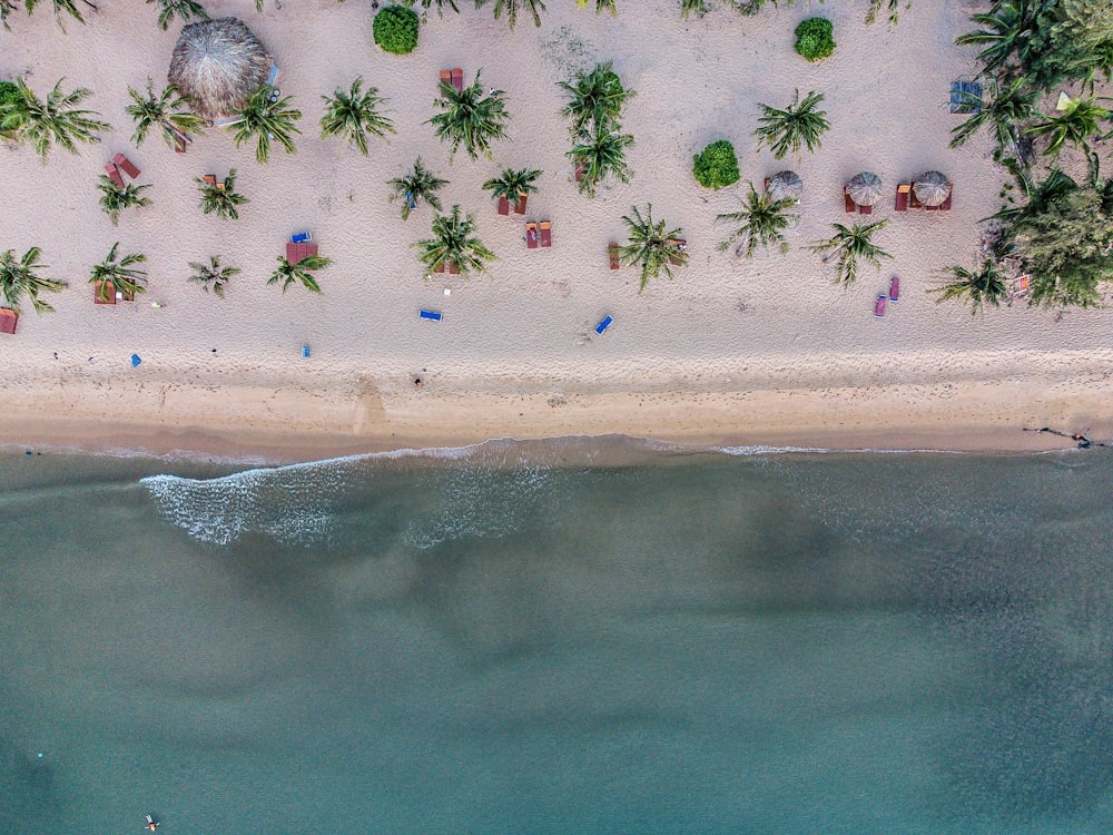 an aerial view of a beach with palm trees