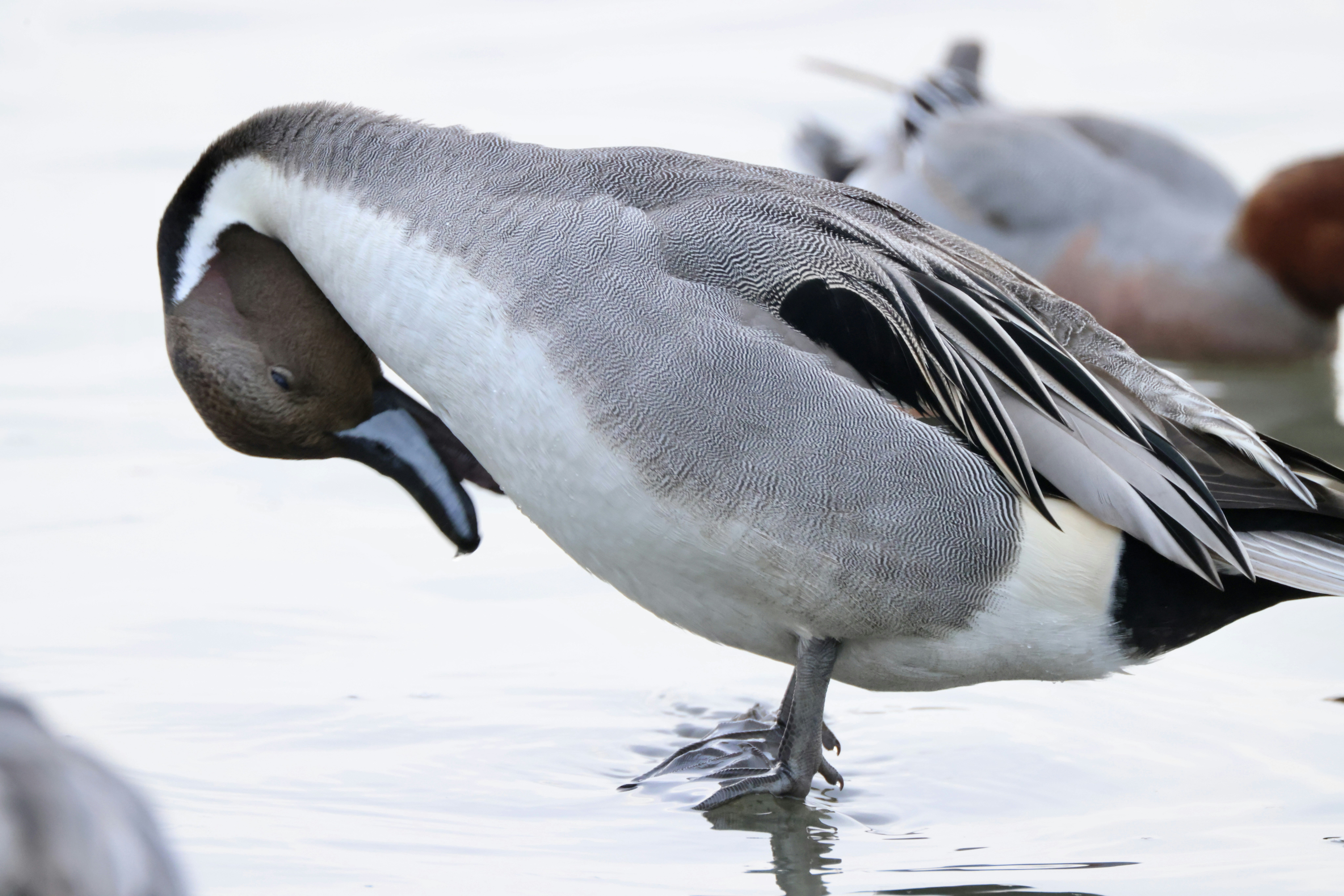 Photo by dickenslin76