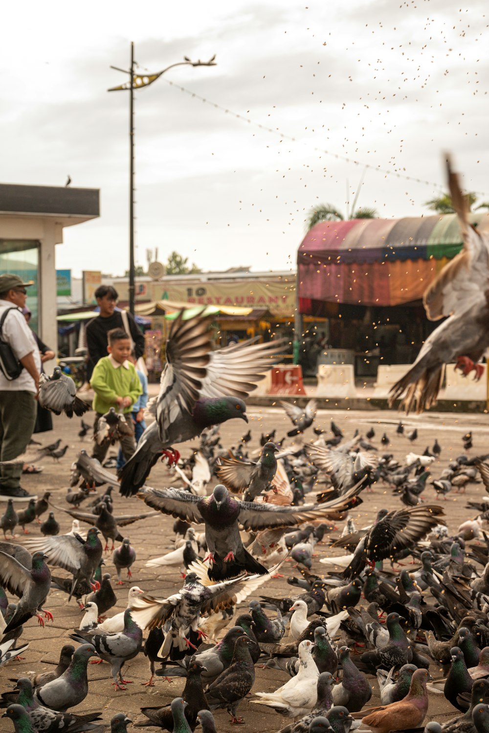 a flock of birds standing on top of a street