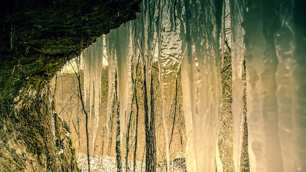 Une forêt remplie de beaucoup d’arbres couverts de glace