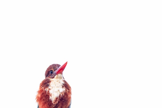 A colorful bird with a bright red beak and a mix of brown and white feathers stands out against a plain white background. Its head is tilted slightly, creating a curious and attentive expression.
