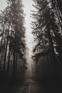 A serene pathway through a misty forest symbolizing a spiritual journey.