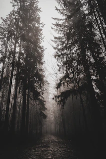 A serene pathway through a misty forest symbolizing a spiritual journey.