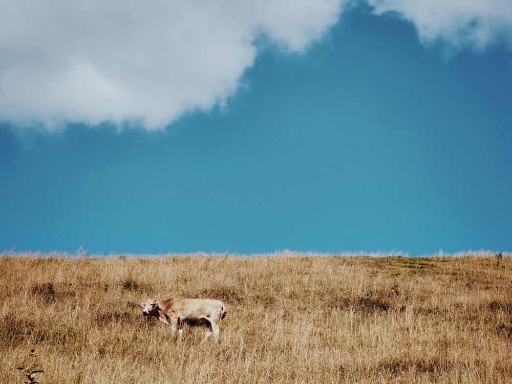 a cow standing in a field with a blue sky in the background