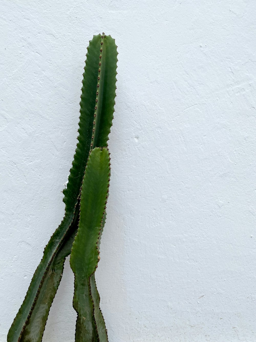 a green plant on a white wall in front of a white wall