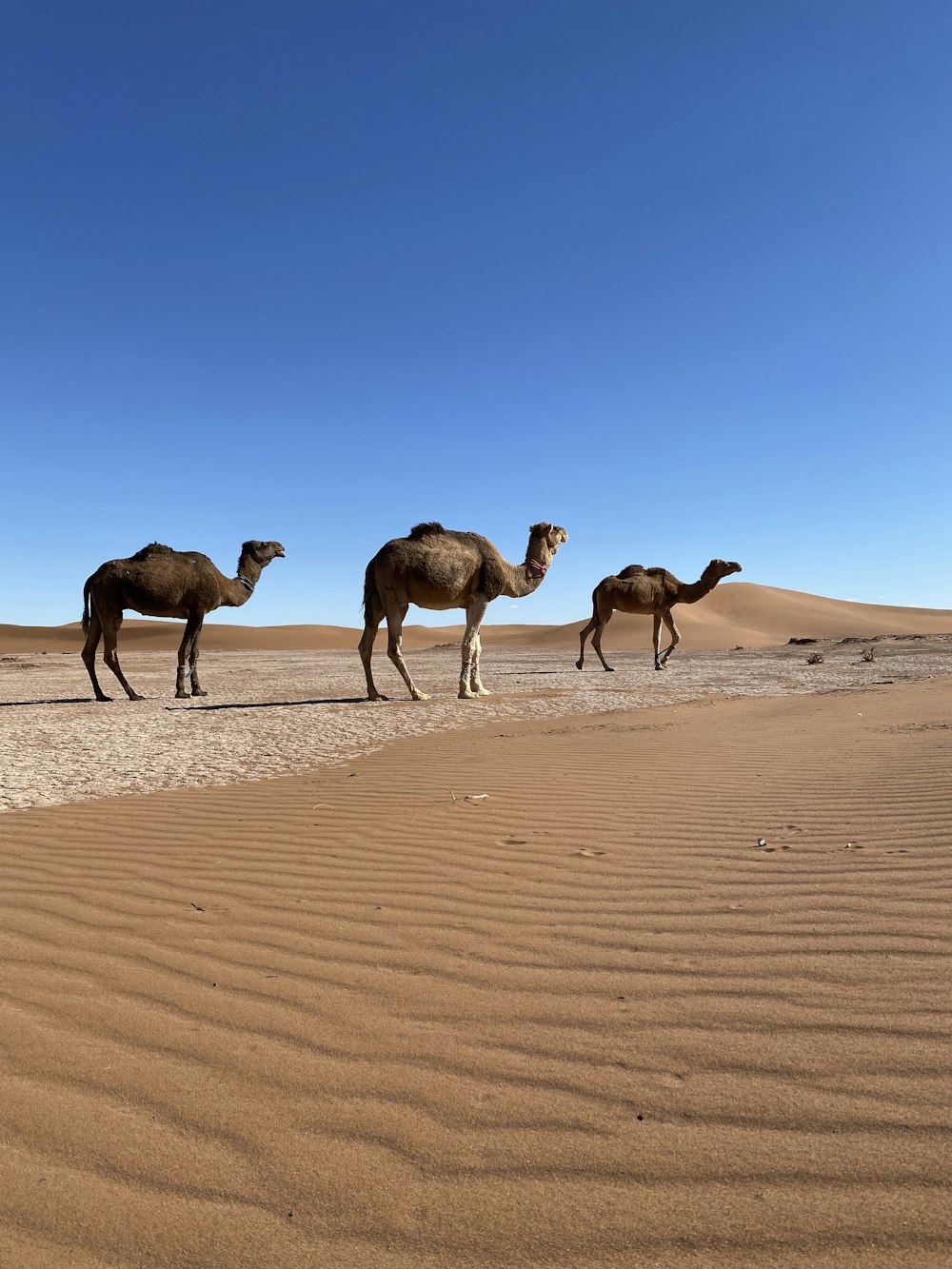 Un groupe de chameaux marchant à travers un désert