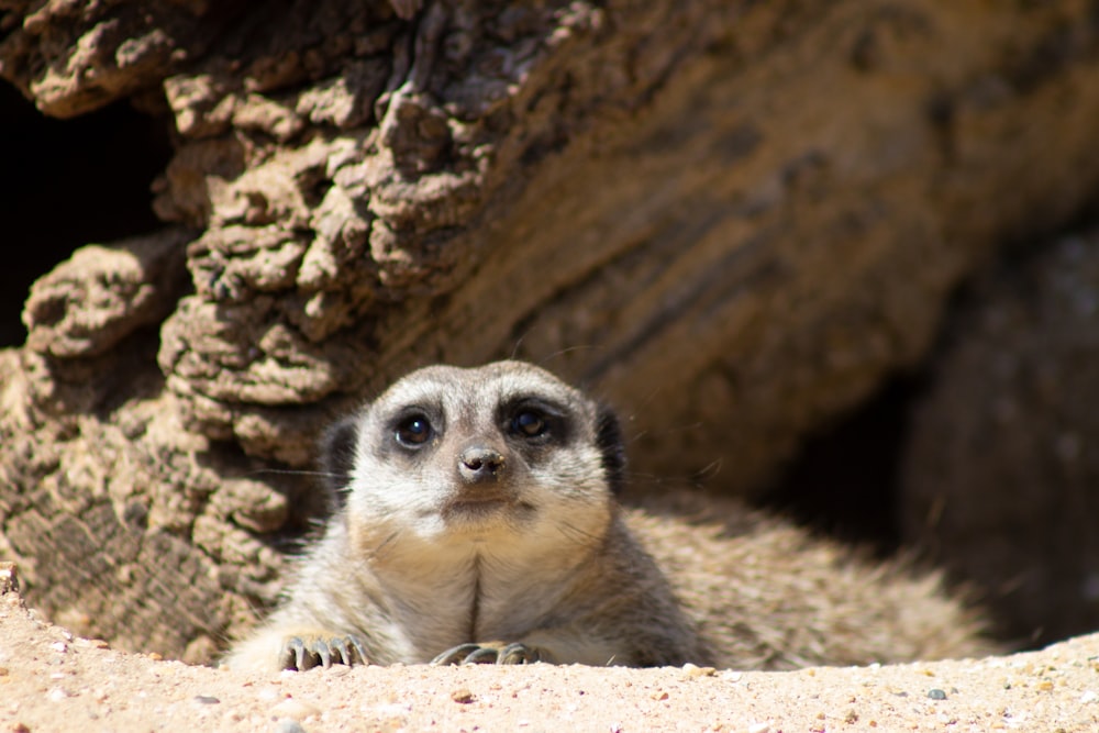 a small meerkat looking up at the camera