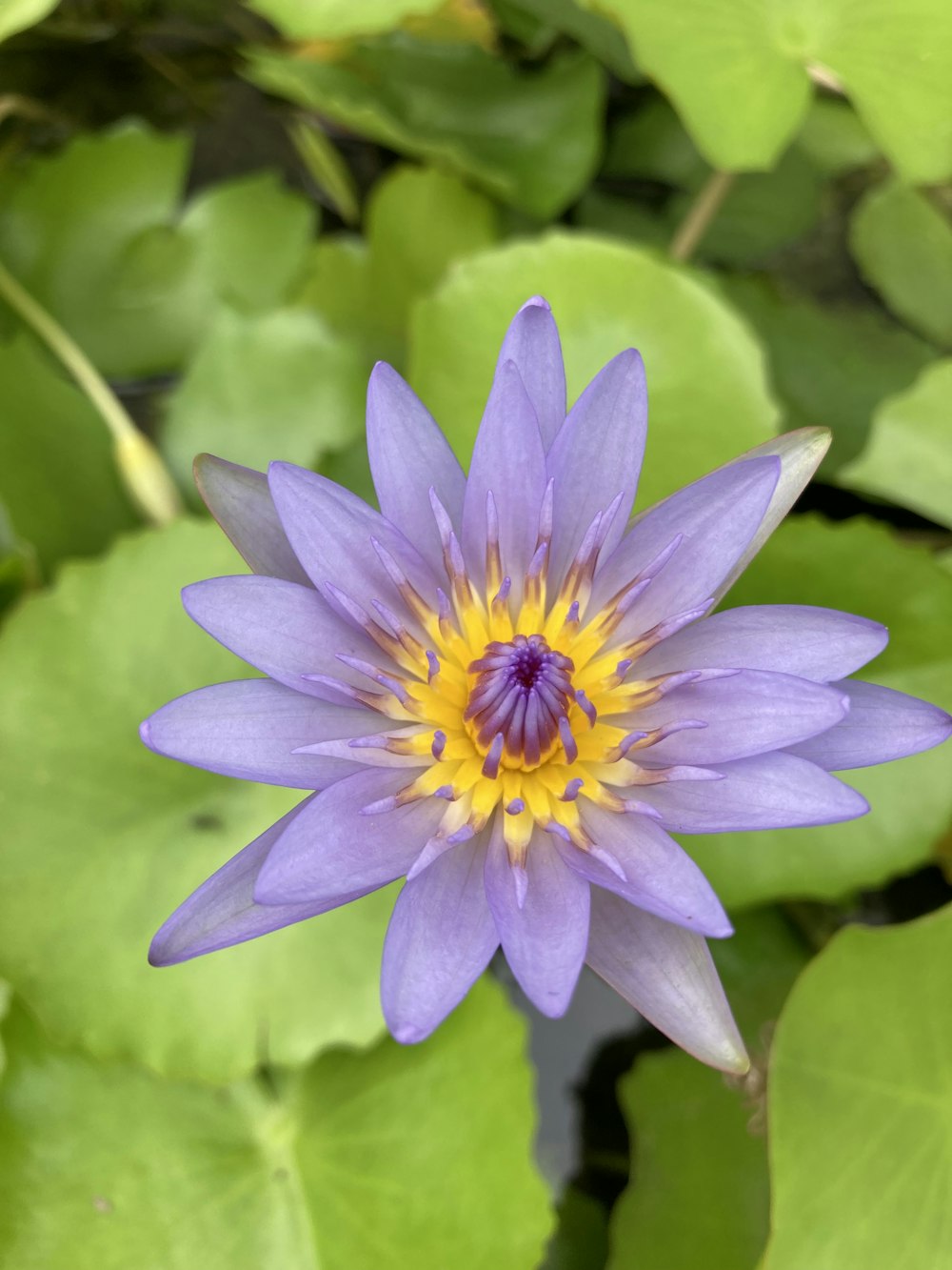 a purple flower with a yellow center surrounded by green leaves