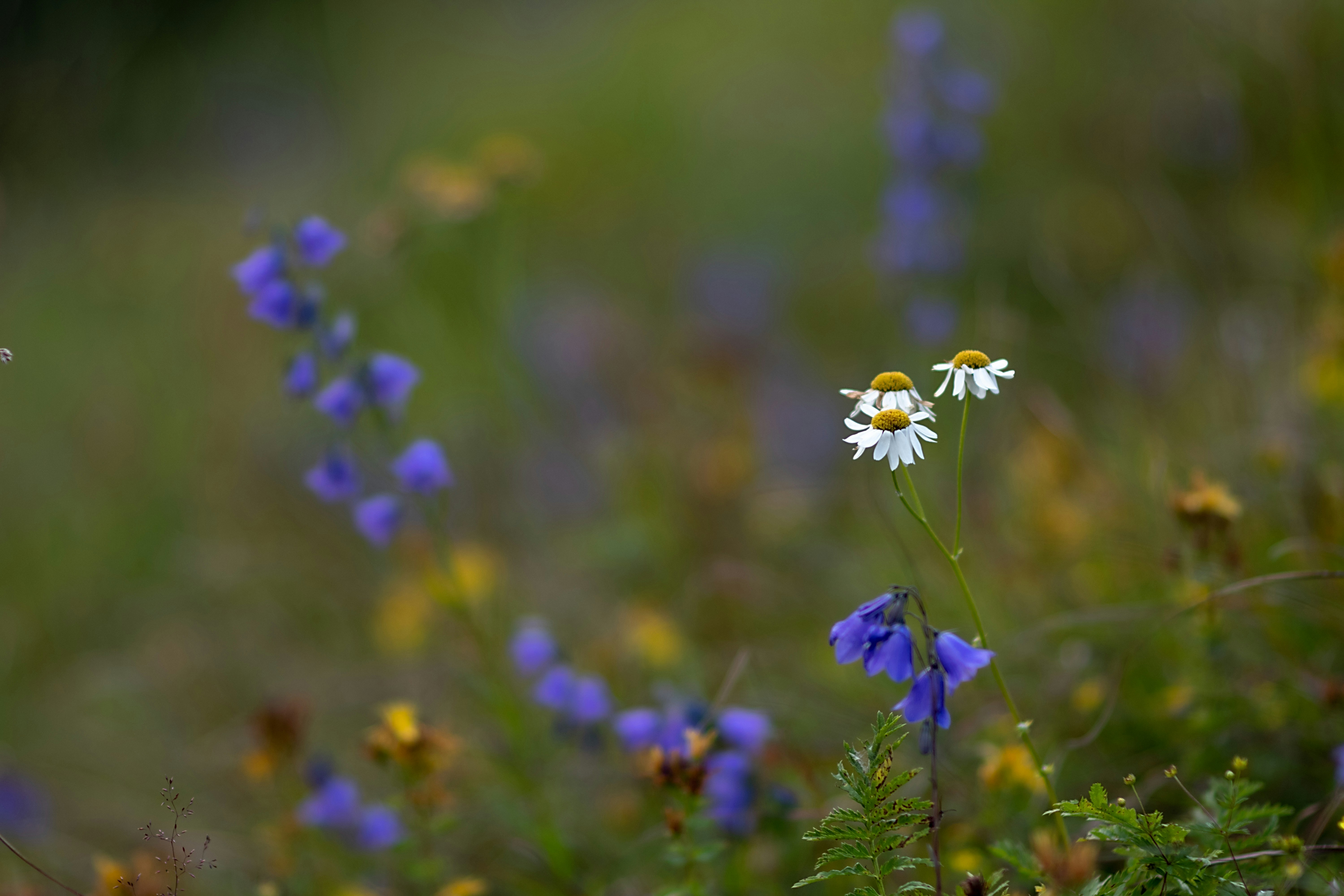 a bunch of wild flowers that are in the grass