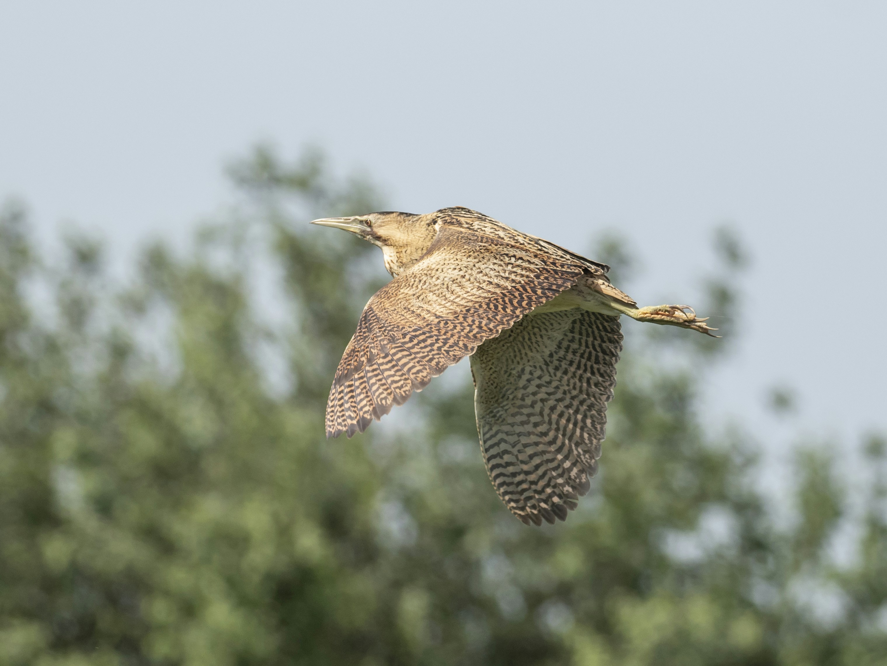 a bird flying over a forest filled with trees, A Bittern flying in North Norfolk, United Kingdom.