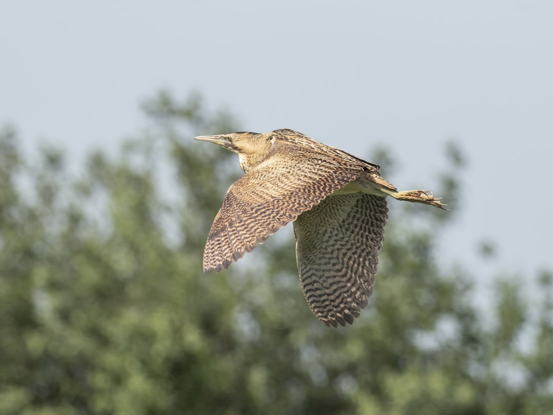 The Search for Elusive Feathered Friends Tracking 7 Rare Bird Sight… — The Search for Elusive Feathered Friends