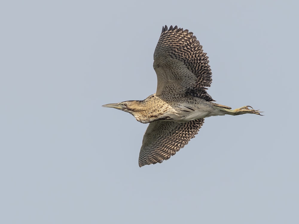 a large bird flying through a blue sky