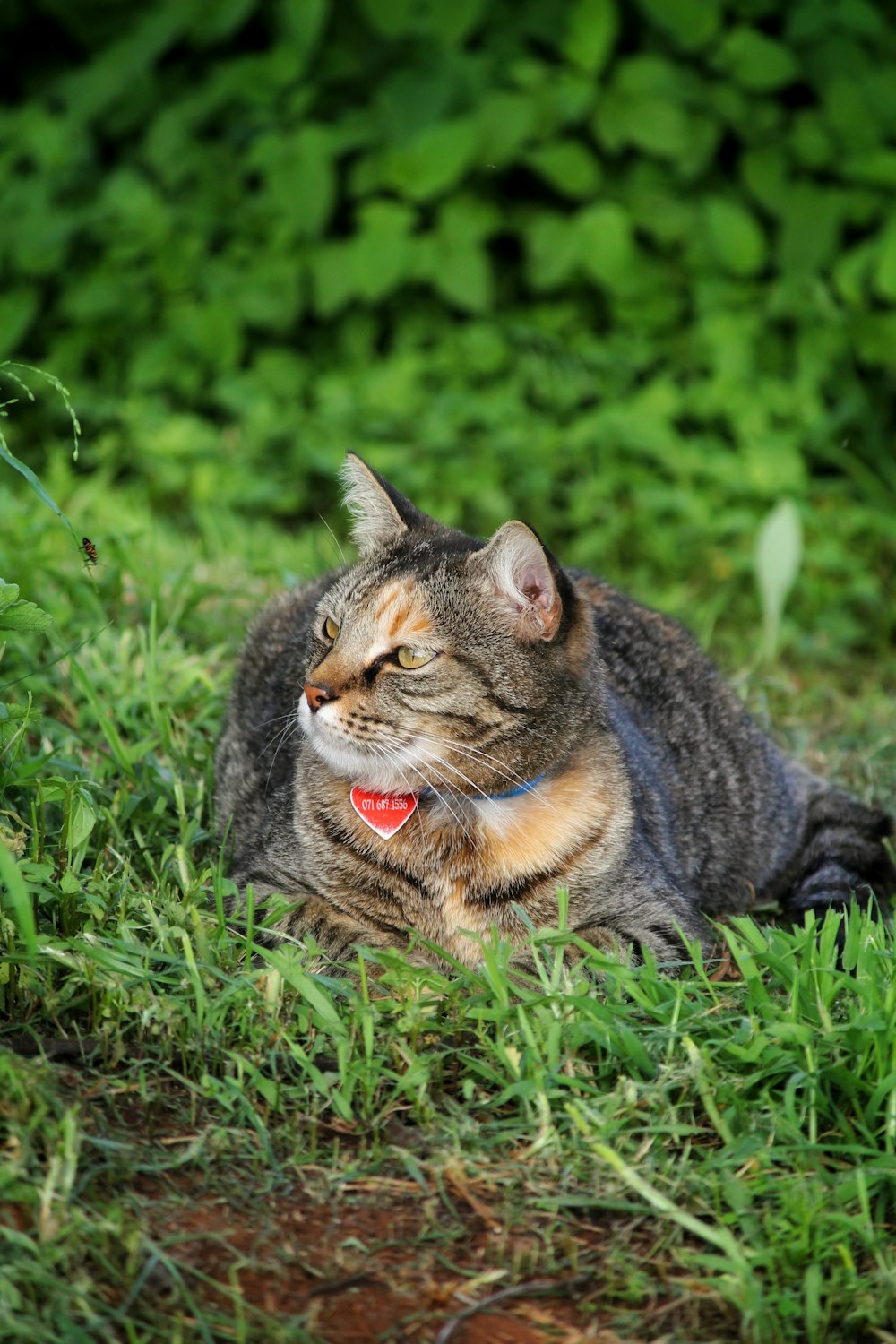 a cat laying in the grass with its eyes closed