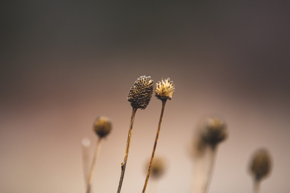 a close up of a bunch of small flowers