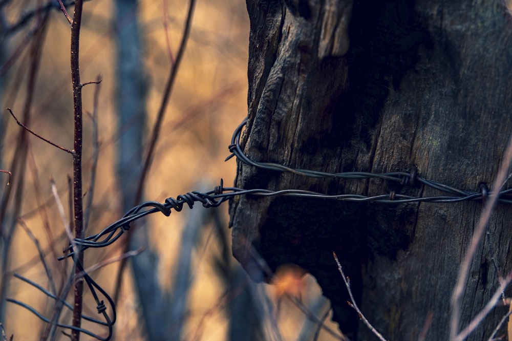 a close up of a barbed wire on a tree