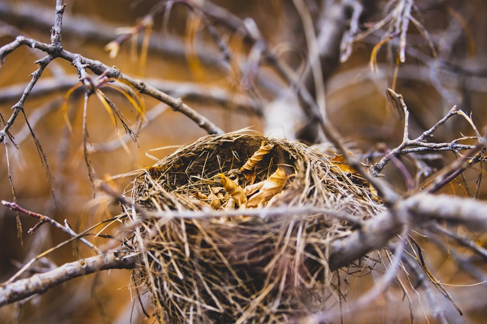 a bird's nest in the branches of a tree