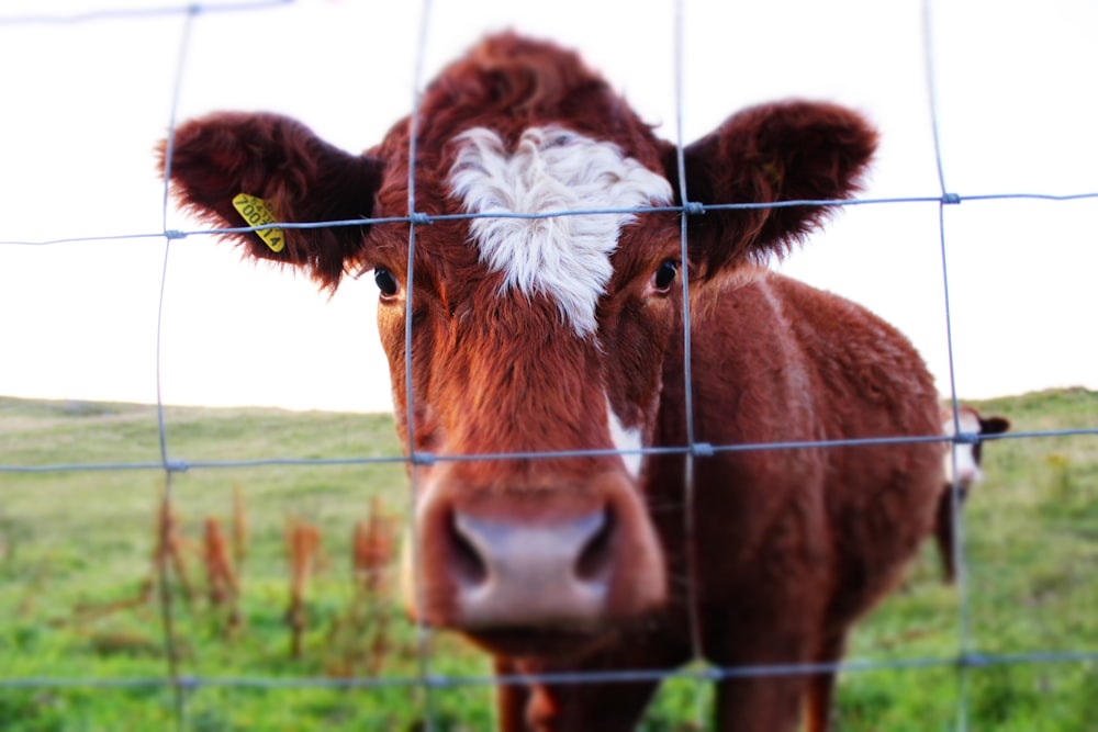 a close up of a cow behind a fence