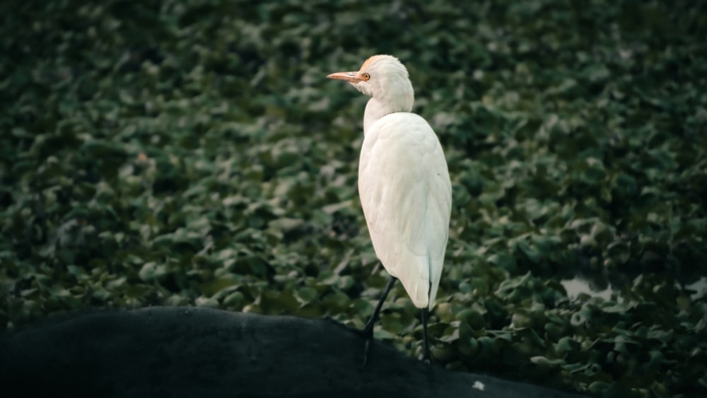Ein weißer Vogel steht auf einem üppigen grünen Feld