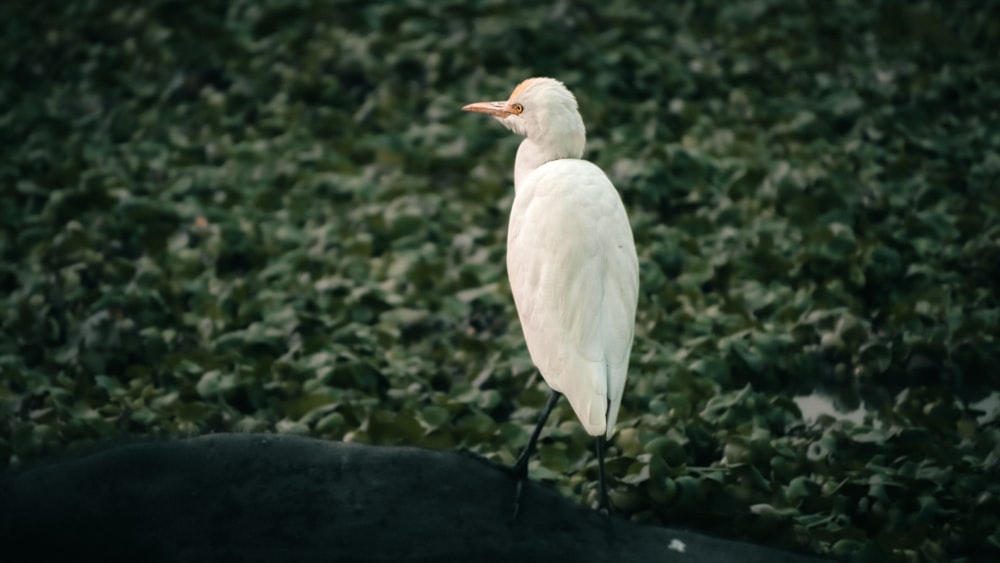 a white bird standing on top of a lush green field