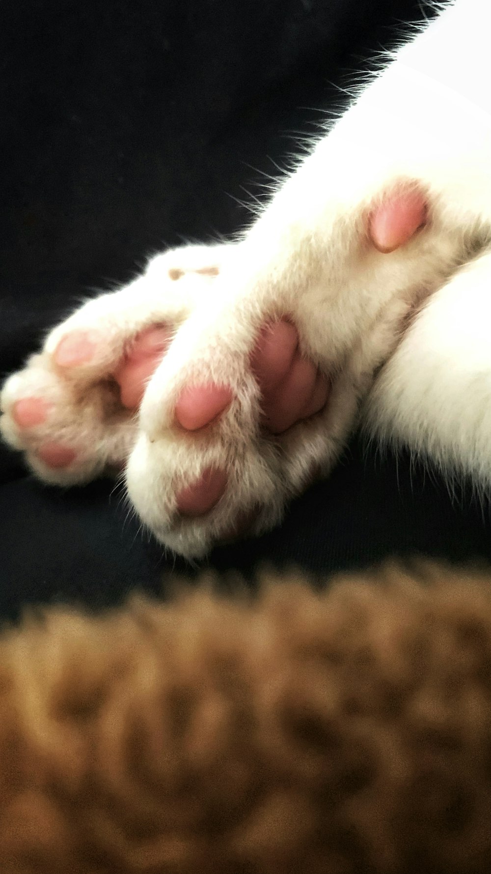 a close up of a cat's paw with it's paw stretched out