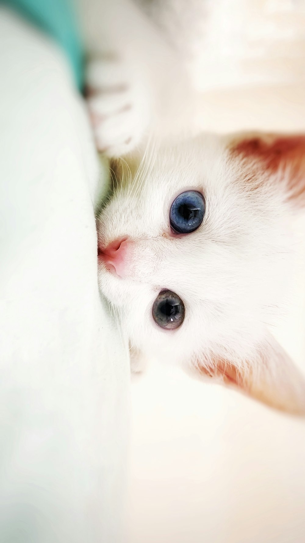 a white kitten with blue eyes peeking out from under a bed