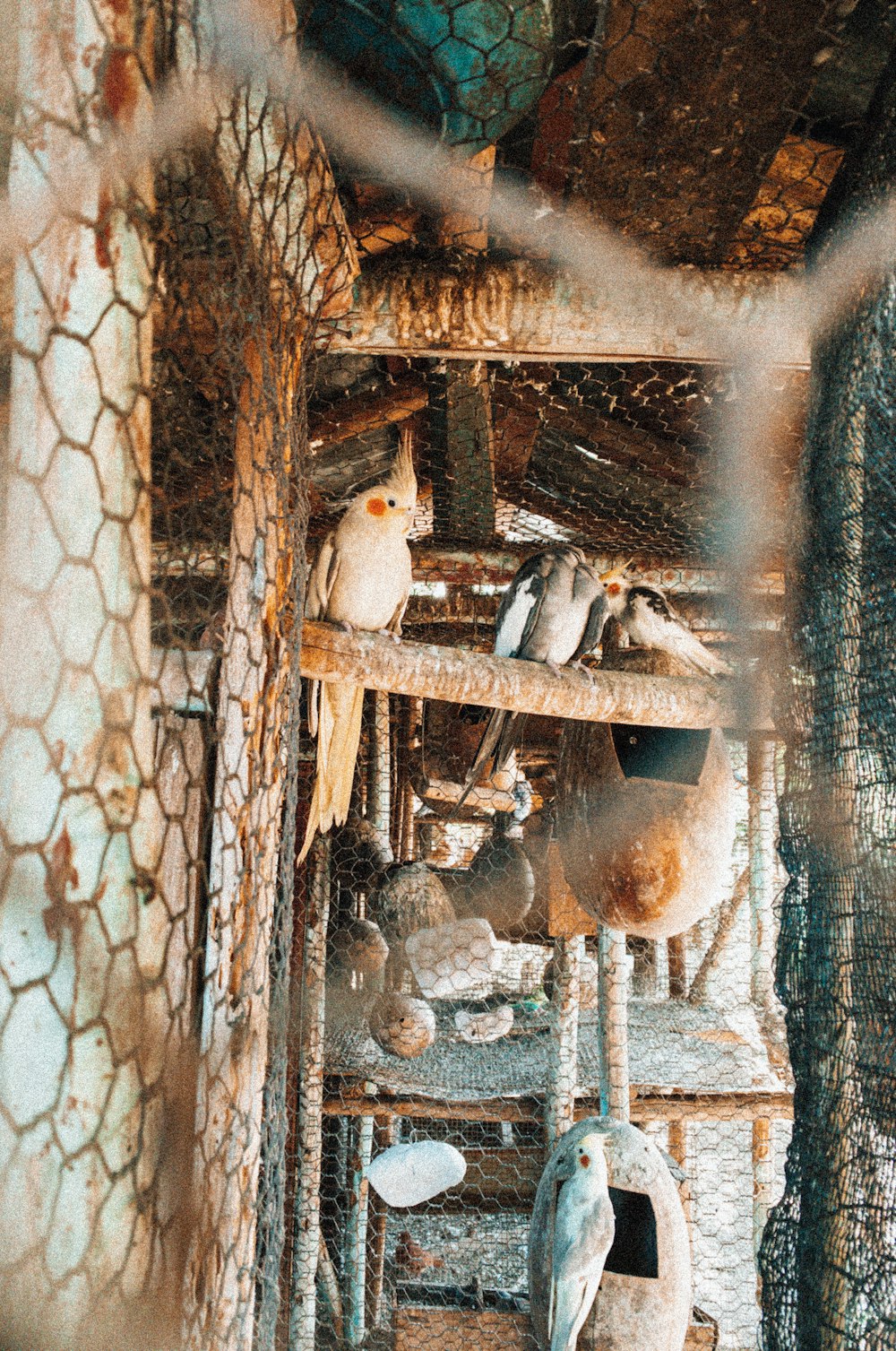 a bunch of birds that are in a cage