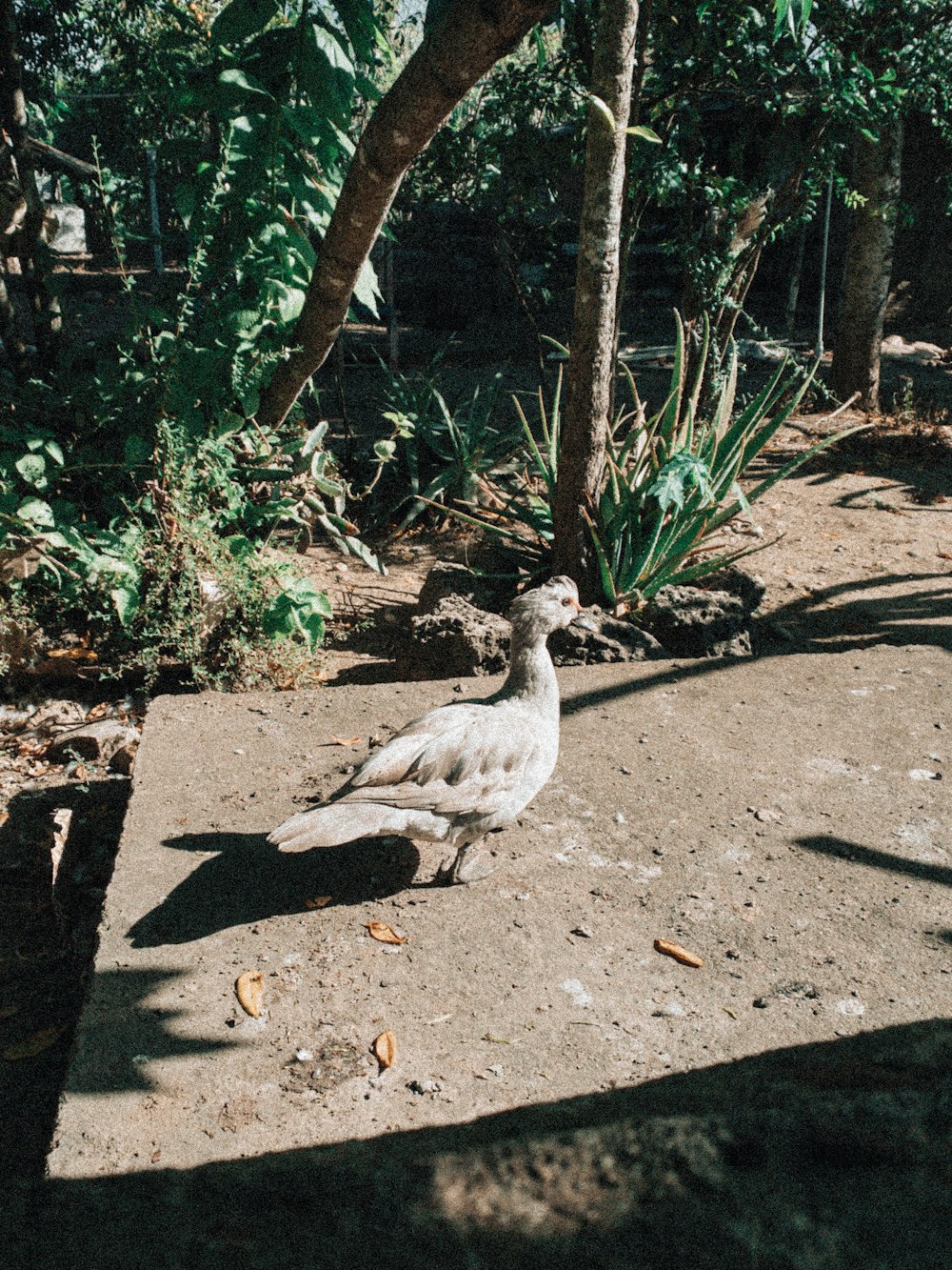 a white bird sitting on the ground next to a tree