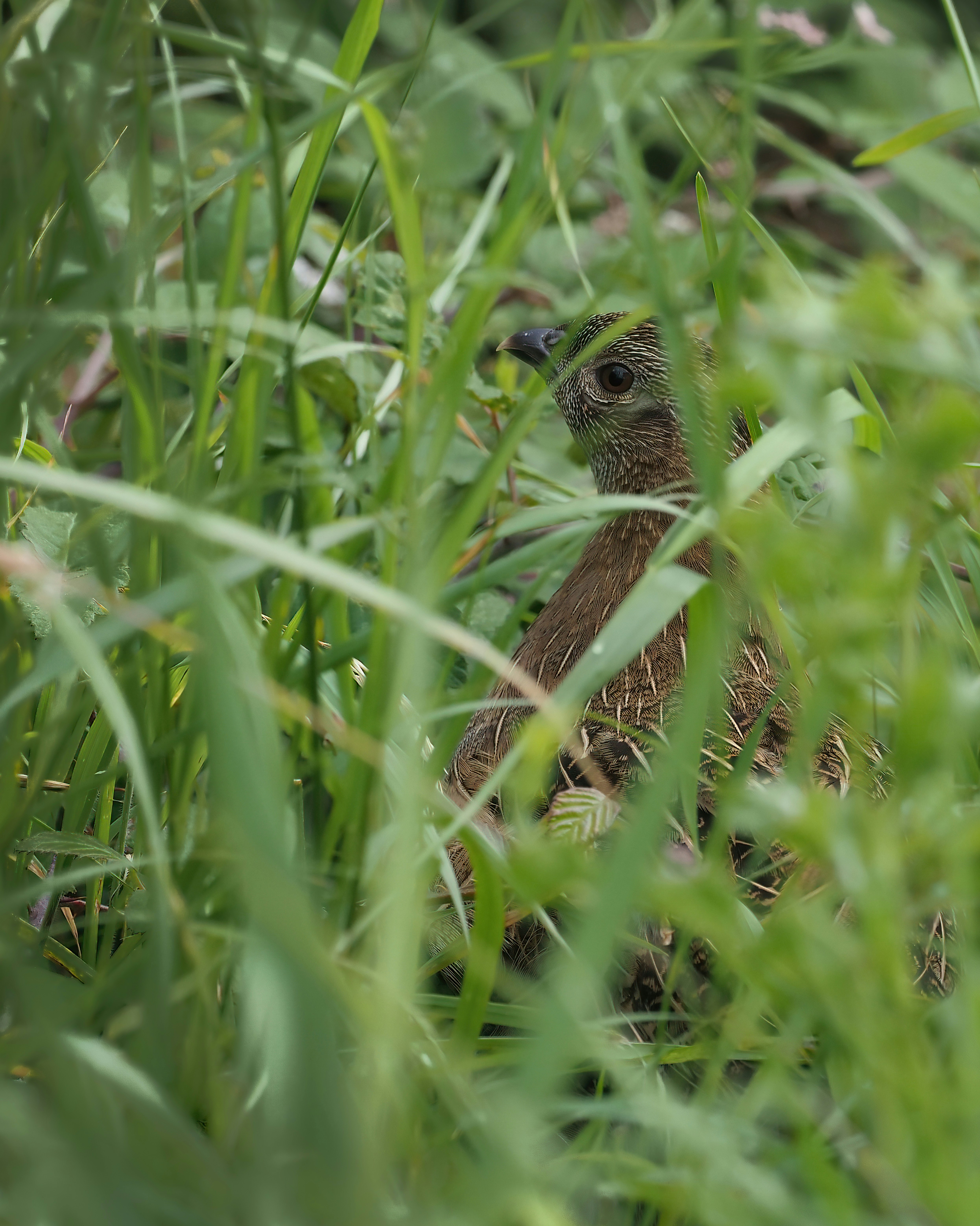 a small bird is sitting in the tall grass