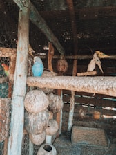 A serene aviary environment showcasing various exotic and domestic birds.