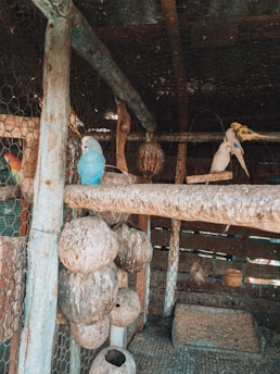 A rustic aviary with several parakeets perched on a wooden branch. The setting includes multiple wooden structures and nesting pods, with wire mesh enclosing the area. The lighting is dim, suggesting a shaded environment.