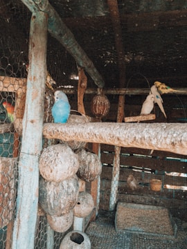 A rustic aviary with several parakeets perched on a wooden branch. The setting includes multiple wooden structures and nesting pods, with wire mesh enclosing the area. The lighting is dim, suggesting a shaded environment.