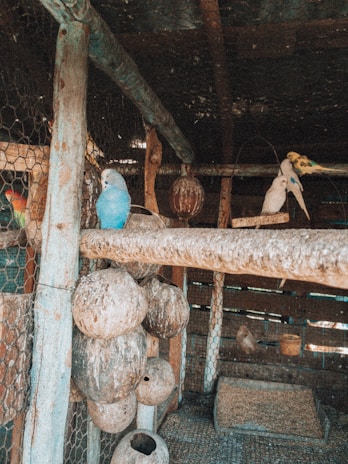 A serene aviary environment showcasing various exotic and domestic birds.