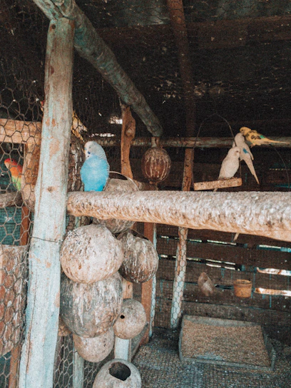 A cozy wooden bird perch surrounded by playful birds in a sunlit room.