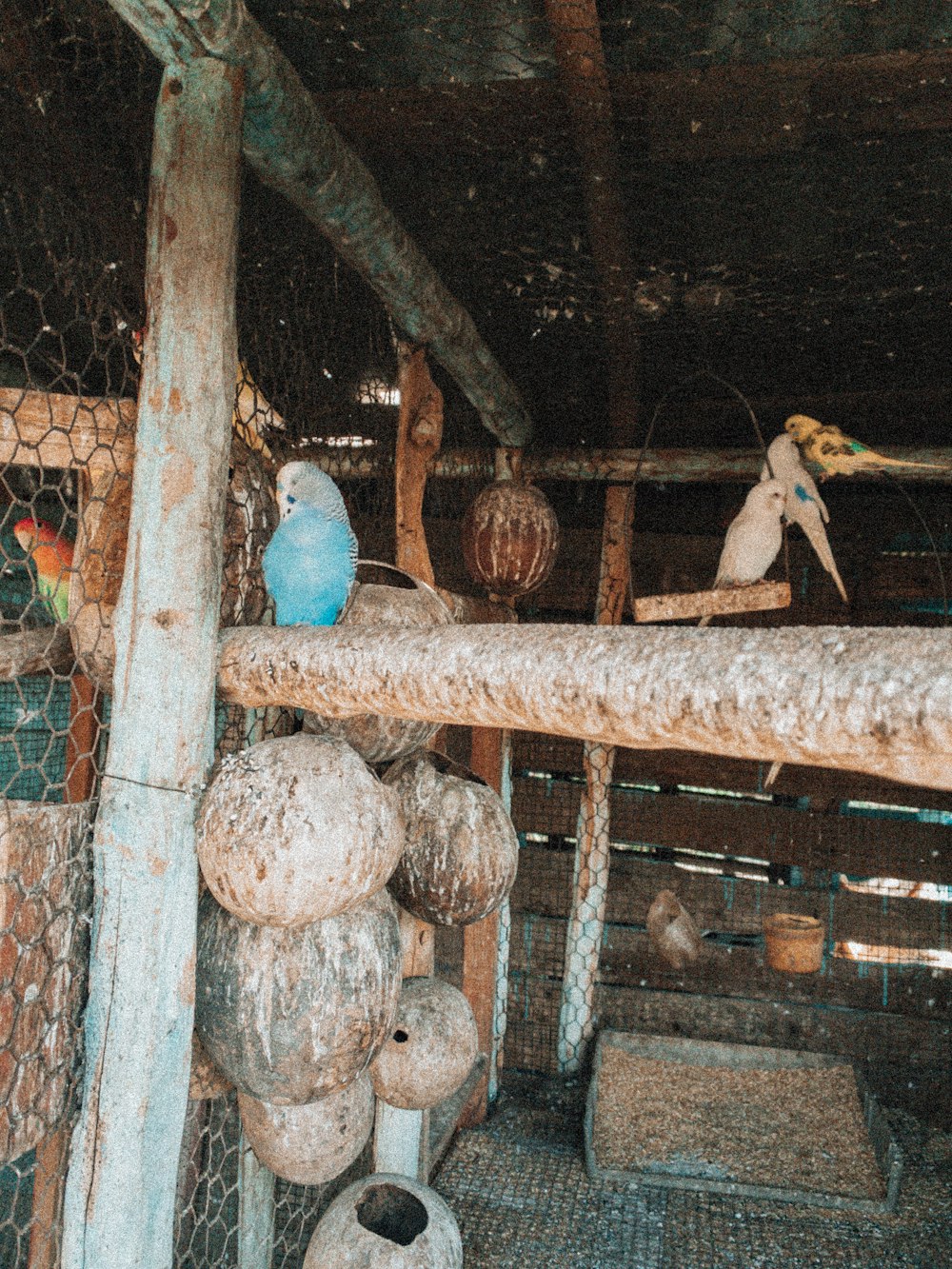 a couple of birds sitting on top of a wooden pole