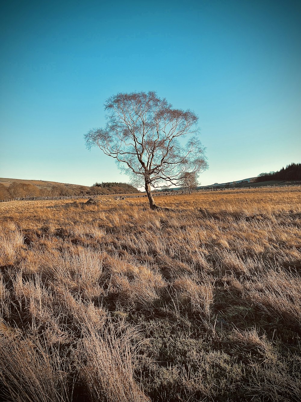 Un árbol solitario está solo en un campo