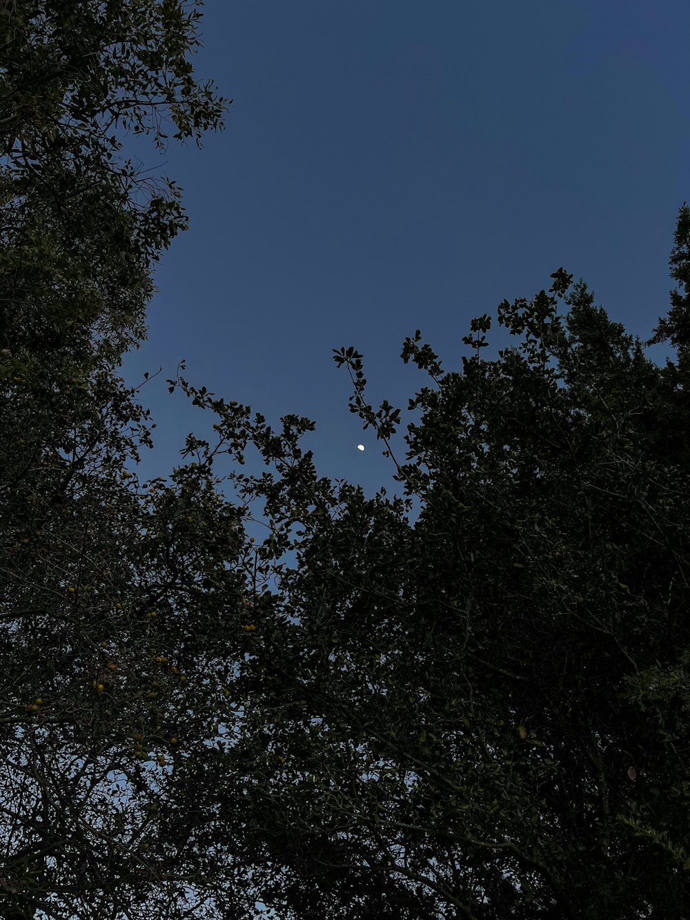 a view of the moon through some trees