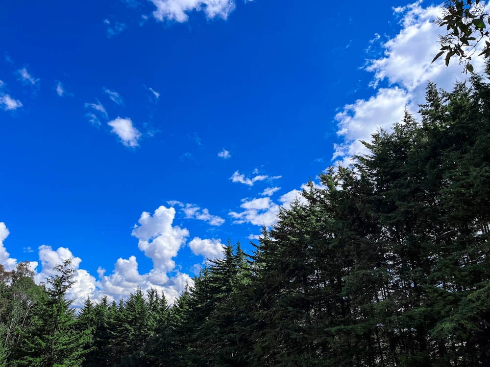 a forest filled with lots of green trees under a blue sky