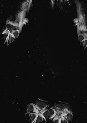 A close-up of four dog paws with a focus on the fur and pads, captured against a dark background.