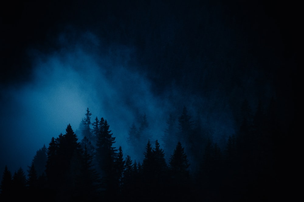 Un groupe d’arbres au milieu d’une forêt sombre