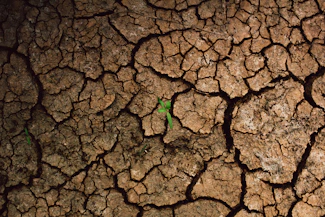 a plant sprouts out of the cracks of a dry, cracked surface